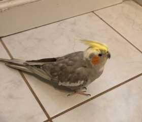 Lost Cockatiel