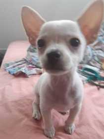 Lost Dog