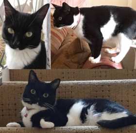 Lost Cat
