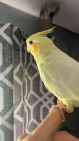 Lost Cockatiel