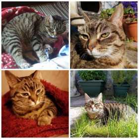 Lost Cat