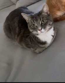 Lost Cat