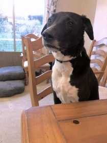 Lost Dog