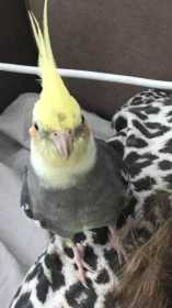 Lost Cockatiel