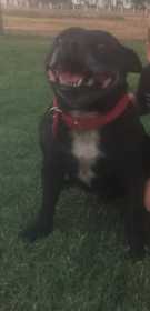 Lost Dog