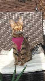 Lost Cat