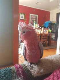 Lost Galah Cockatoo