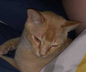 Lost Cat