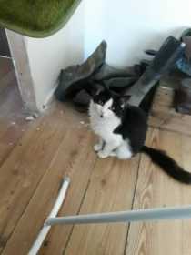 Lost Cat