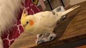 Lost Cockatiel