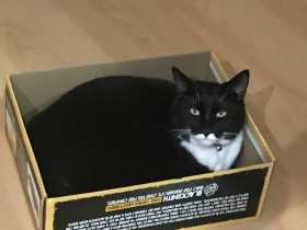 Lost Cat