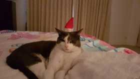 Lost Cat