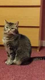 Lost Cat