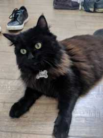Lost Cat
