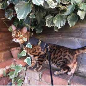 Lost Cat