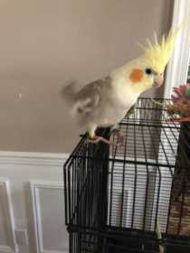 Lost Cockatiel