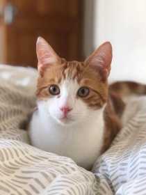Lost Cat