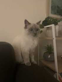 Lost Cat