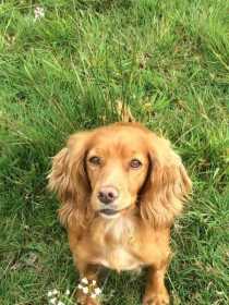 Lost Dog