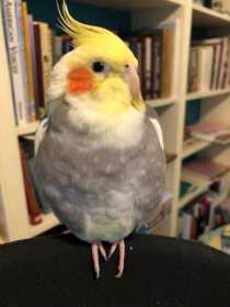 Lost Cockatiel