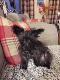 Lost Dog