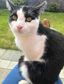 Lost Cat