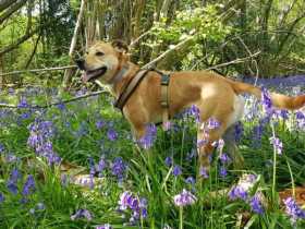 Lost Dog