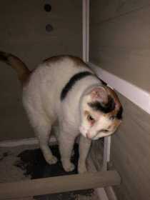 Lost Cat