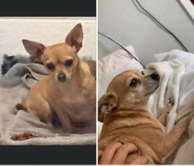Lost Dog