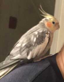 Lost Cockatiel