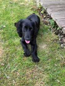 Lost Dog