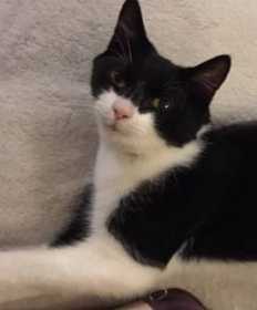Lost Cat