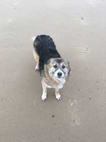 Lost Dog