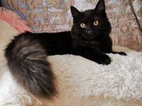 Lost Cat