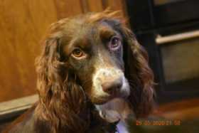 Lost Dog