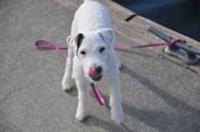 Lost Dog