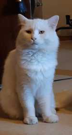 Lost Cat