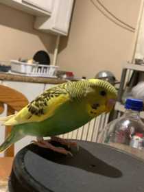 Lost Budgerigar