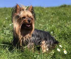 Lost Dog