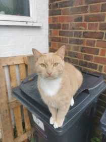 Lost Cat