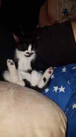 Lost Cat