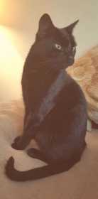 Lost Cat