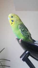 Lost Budgerigar