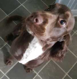 Lost Dog