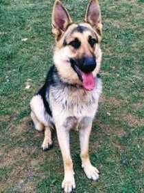 Lost Dog