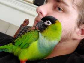 Lost Conure