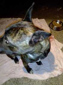 Lost Dog
