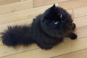 Lost Cat