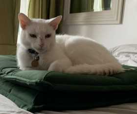 Lost Cat