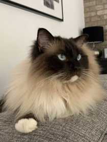 Lost Cat